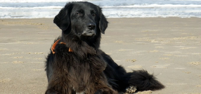 Hundeerziehung bei der Hundebetreuung