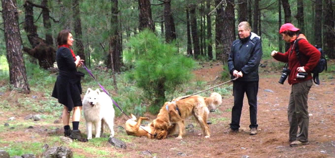 Kommunikation zwischen Hunden bei der Hundewanderung