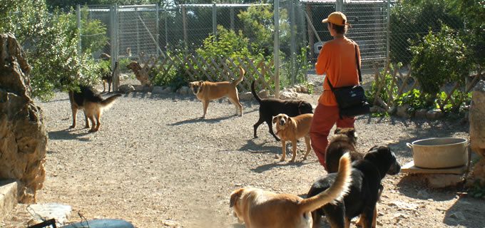Hundetrainer Alex Angrick inmitten von Hunden