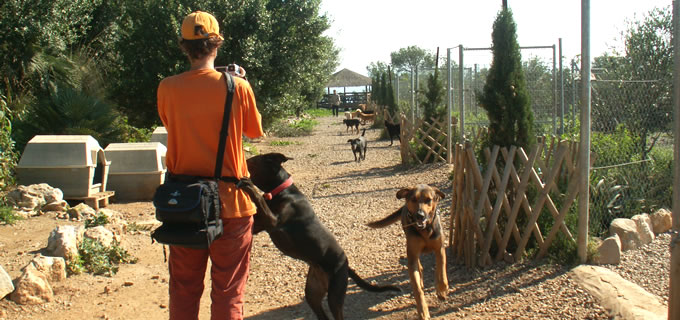 Hundetraining auf La Palma