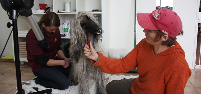 Hundecheck