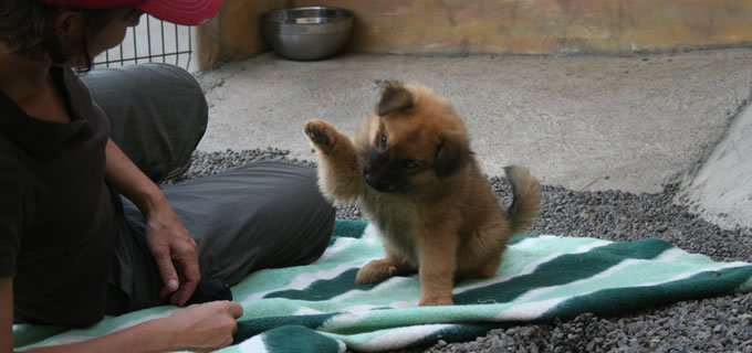 Welpenerziehung und Hundetricks